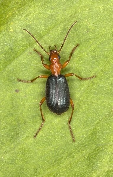 Adult Bombadier Beetle - Red Data Book status: Nationally Scarce (Notable B) Distribution: Southern England and into South Wales. Also found throughout central and southern Europe and North Africa