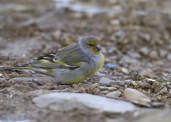 Adult Citril Finch Spanish Pyrenees, February