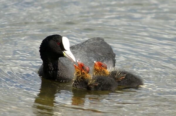 Adult Coot - feeding her young UK