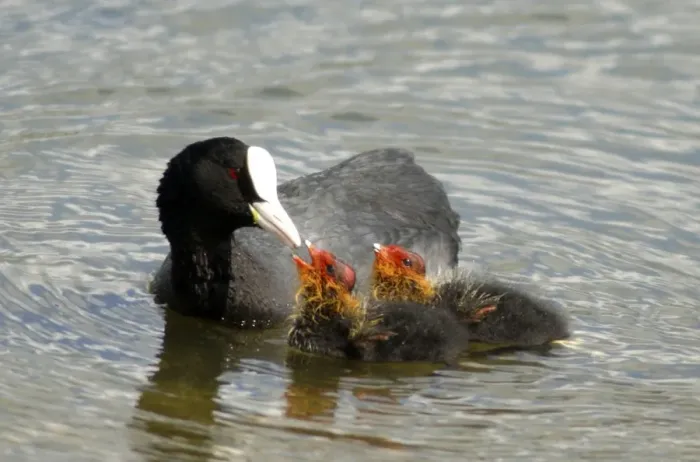Framed Print : Adult Coot - feeding her young UK Framed Print : Adult Coot - feeding her young UK