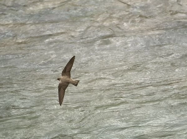 Adult Crag Martin - hawking low over water April, Spanish Pyrenees