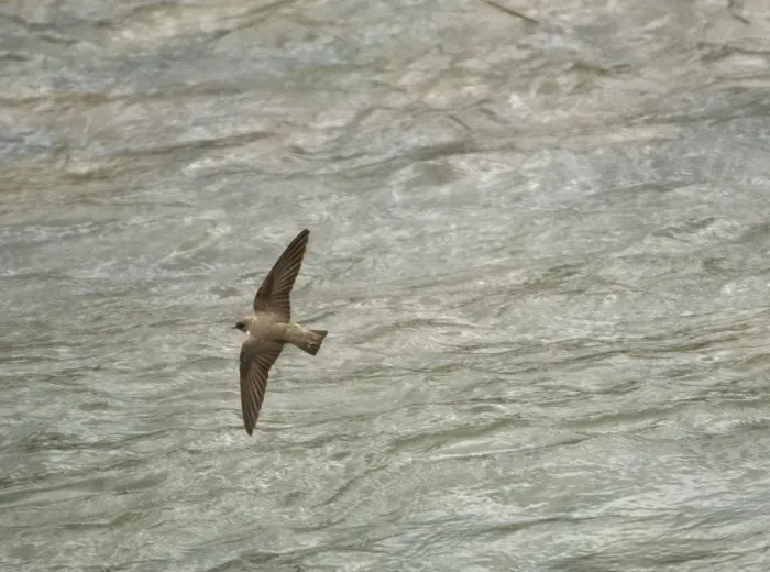 Framed Print : Adult Crag Martin - hawking low over water April, Spanish Pyrenees Framed Print : Adult Crag Martin - hawking low over water April, Spanish Pyrenees