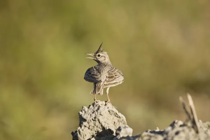 Framed Print : Adult Crested Lark Rhodes Greece May Framed Print : Adult Crested Lark Rhodes Greece May