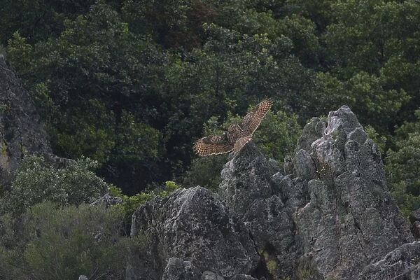 Adult Eurasian Eagle Owl hunting for food at dusk Monfrague Spain April to feed its chicks nearby