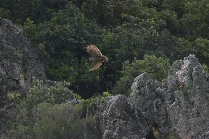 Framed Print : Adult Eurasian Eagle Owl hunting for food at dusk Monfrague Spain April to feed its chicks nearby Framed Print : Adult Eurasian Eagle Owl hunting for food at dusk Monfrague Spain April to feed its chicks nearby