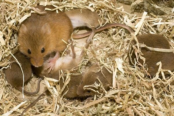 Adult female Harvest Mouse with ten-day old young in nest. UK