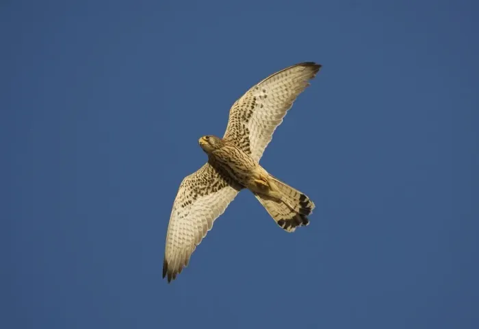 Framed Print : Adult female Lesser Kestrel In flight - Tarifa Spain April Framed Print : Adult female Lesser Kestrel In flight - Tarifa Spain April