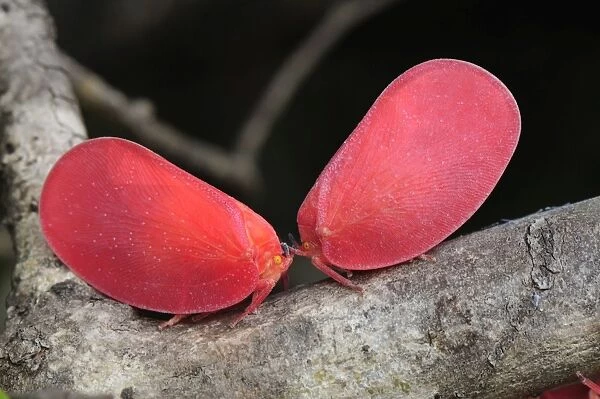 Adult Flatid Leaf-Bugs - Montagne des Francais Reserve - Antsiranana - Northern Madagascar