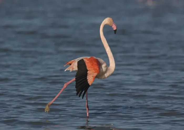 Framed Print : Adult greater flamingo, in a Camargue lagoon Framed Print : Adult greater flamingo, in a Camargue lagoon