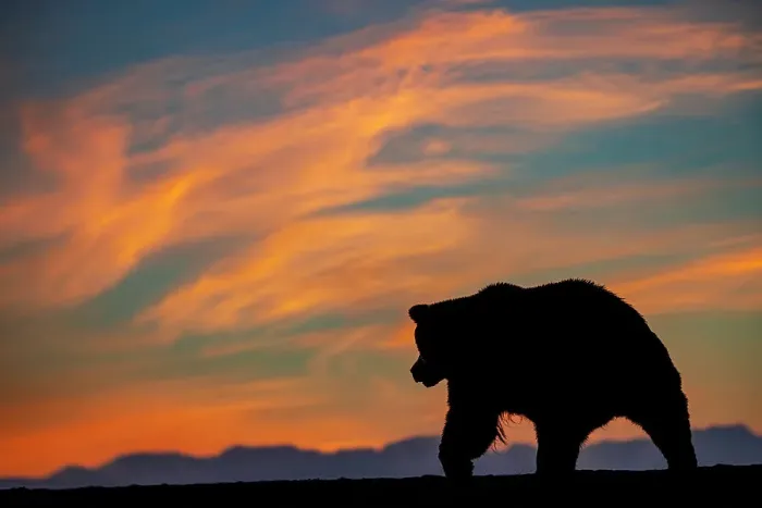 Framed Print : Adult grizzly bear silhouetted on beach at sunrise, Lake Clark National Park and Preserve, Alaska, Silver Salmon Creek Date: 30-08-2021 Framed Print : Adult grizzly bear silhouetted on beach at sunrise, Lake Clark National Park and Preserve, Alaska, Silver Salmon Creek Date: 30-08-2021
