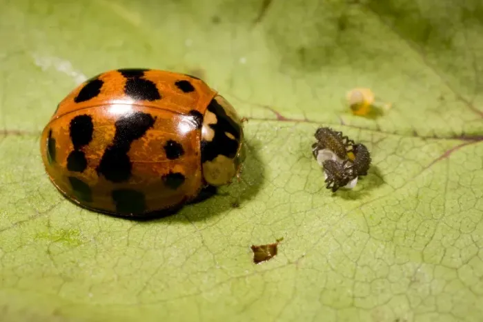 Framed Print : Adult Harlequin Ladybird with newly hatched larvae and eggs. UK Framed Print : Adult Harlequin Ladybird with newly hatched larvae and eggs. UK