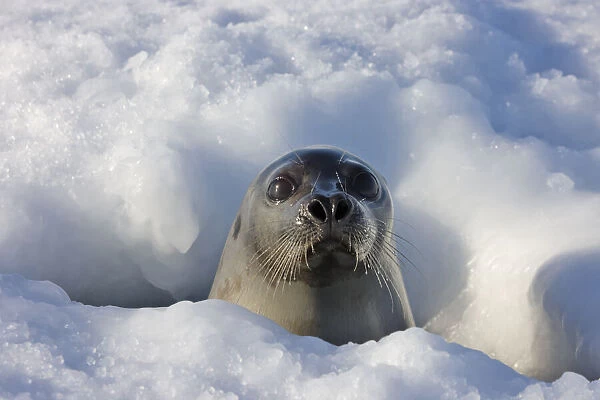 Adult harp seal raising head out of hole