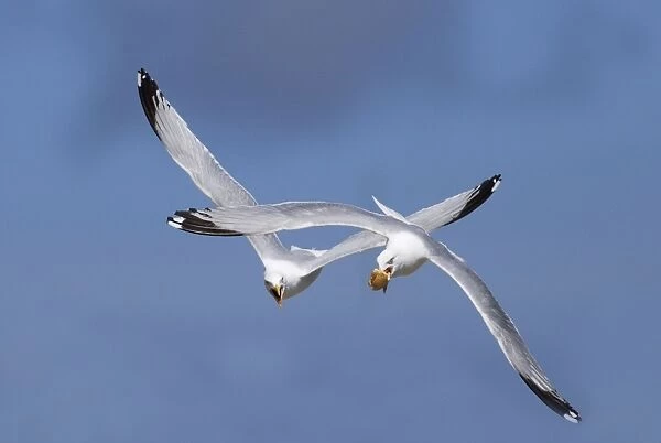 Adult Herring Gulls - fighting in flight over bread