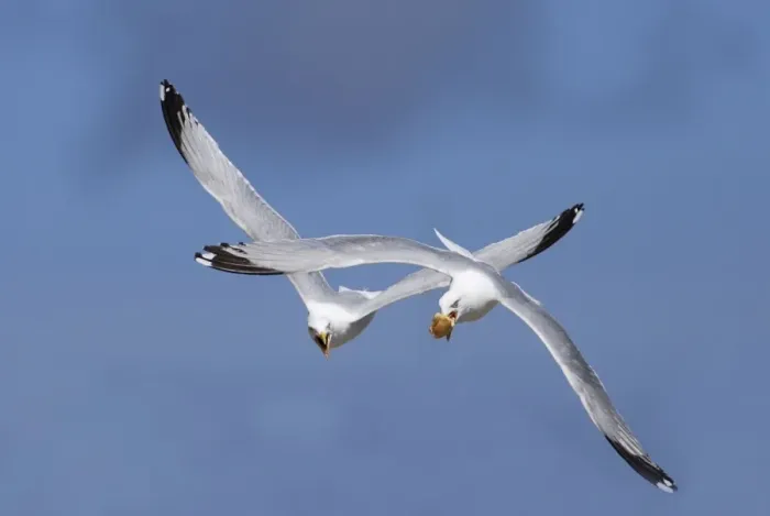 Framed Print : Adult Herring Gulls - fighting in flight over bread Framed Print : Adult Herring Gulls - fighting in flight over bread