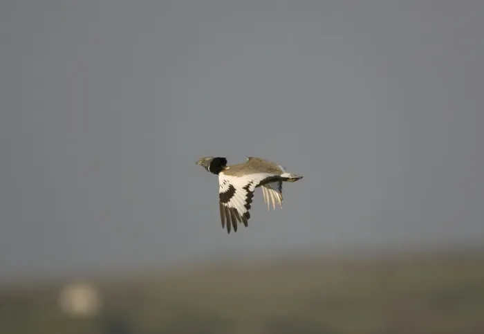 Framed Print : Adult Little Bustard in flight at dawn Extremadura Spain April Framed Print : Adult Little Bustard in flight at dawn Extremadura Spain April