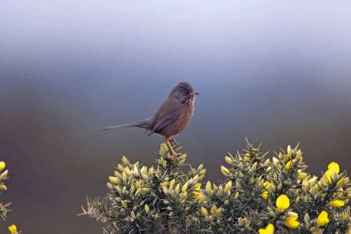 Framed Print : Adult male Dartford Warbler New Forest UK April Framed Print : Adult male Dartford Warbler New Forest UK April