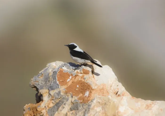 Framed Print : Adult male Eastern Black eared Wheatear Rhodes Greece May Framed Print : Adult male Eastern Black eared Wheatear Rhodes Greece May