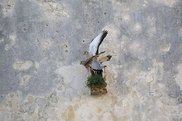 Adult male and female Lesser Kestrel mating at nest site Tarifa Spain