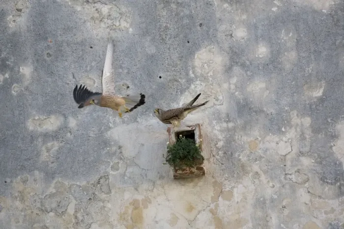 Framed Print : Adult male and female Lesser Kestrel at nest site Tarifa Spain Framed Print : Adult male and female Lesser Kestrel at nest site Tarifa Spain