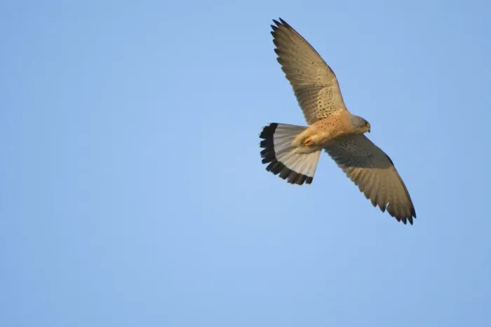 Framed Print : Adult male Lesser Kestrel In flight - Tarifa Spain April Framed Print : Adult male Lesser Kestrel In flight - Tarifa Spain April