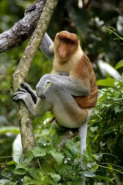 Adult male of Proboscis monkey doses in early morning, hanging to a tree near Kinabatangan river; typical; Sabah, Borneo, Malaysia; June. Ma39. 3130