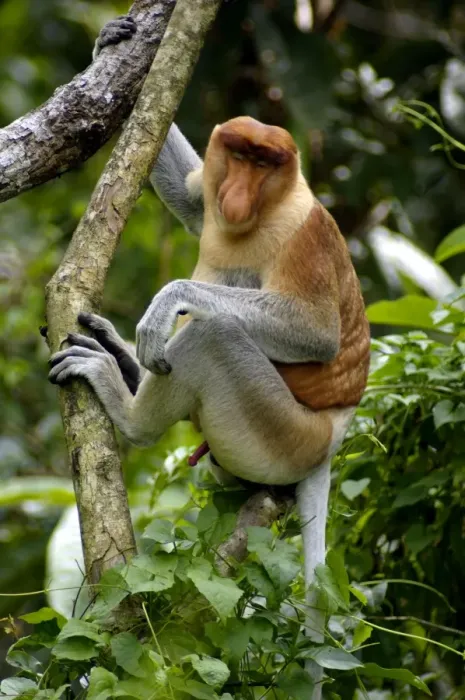 Framed Print : Adult male of Proboscis monkey doses in early morning, hanging to a tree near Kinabatangan river; typical; Sabah, Borneo, Malaysia; June. Ma39. 3130 Framed Print : Adult male of Proboscis monkey doses in early morning, hanging to a tree near Kinabatangan river; typical; Sabah, Borneo, Malaysia; June. Ma39. 3130