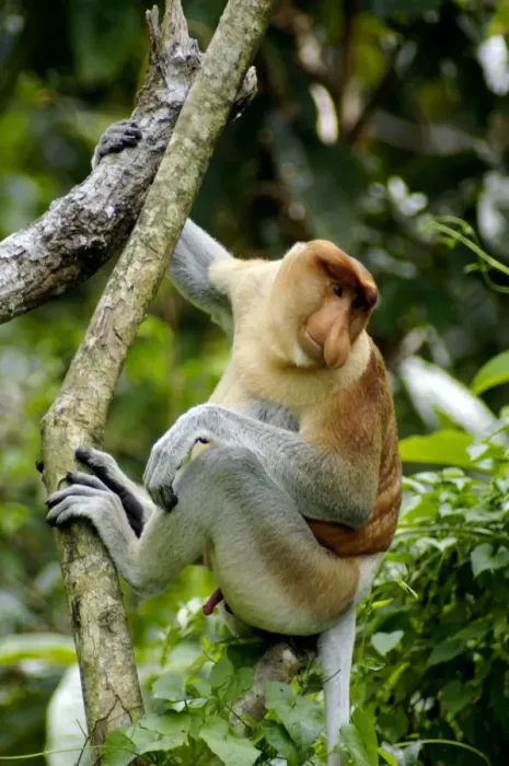 Framed Print : Adult male of Proboscis monkey wakes up reluctantly, waiting for the sun shine in early morning, near Kinabatangan river; typical; Sabah, Borneo, Malaysia; June. Ma39. 3129 Framed Print : Adult male of Proboscis monkey wakes up reluctantly, waiting for the sun shine in early morning, near Kinabatangan river; typical; Sabah, Borneo, Malaysia; June. Ma39. 3129