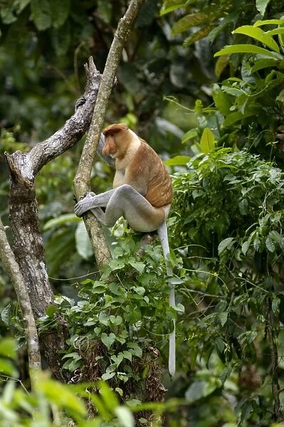 Adult male of Proboscis monkey wakes up reluctantly, waiting for the sun shine in early morning, near Kinabatangan river; typical; Sabah, Borneo, Malaysia; June. Ma39. 3134
