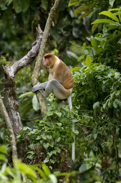Framed Print : Adult male of Proboscis monkey wakes up reluctantly, waiting for the sun shine in early morning, near Kinabatangan river; typical; Sabah, Borneo, Malaysia; June. Ma39. 3134 Framed Print : Adult male of Proboscis monkey wakes up reluctantly, waiting for the sun shine in early morning, near Kinabatangan river; typical; Sabah, Borneo, Malaysia; June. Ma39. 3134