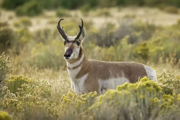 Framed Print : Adult male pronghorn, Yellowstone National Park, Wyoming Date: 19-09-2020