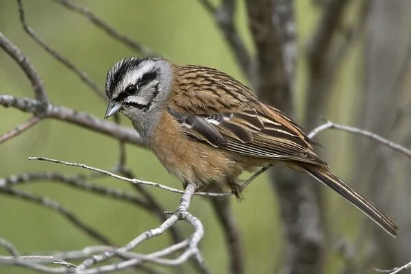 Adult male Rock Bunting Spain April
