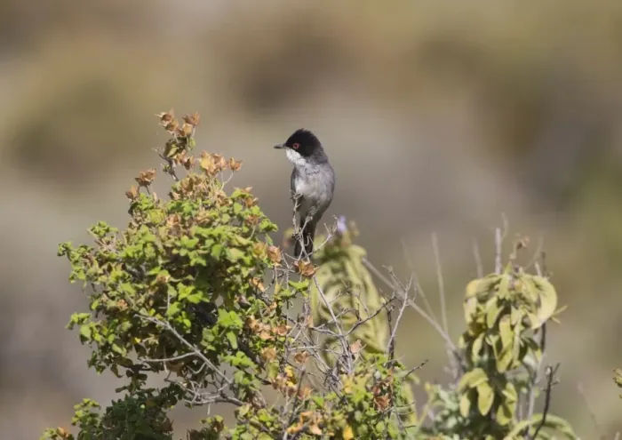 Framed Print : Adult Male Sardinian warbler Rhodes Greece May Framed Print : Adult Male Sardinian warbler Rhodes Greece May