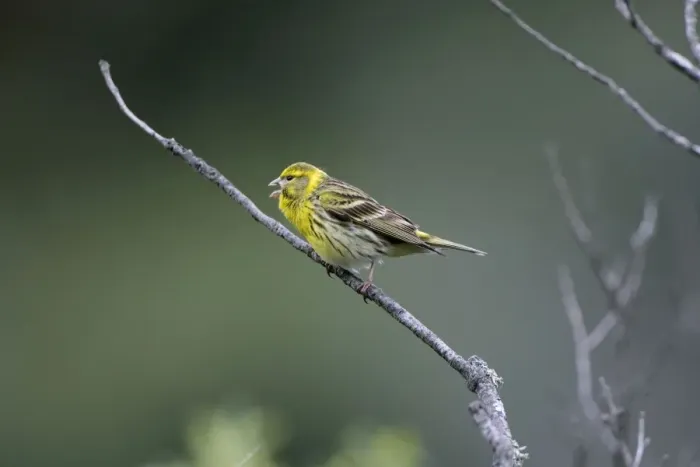 Framed Print : Adult male Serin singing on territory Spain April Framed Print : Adult male Serin singing on territory Spain April