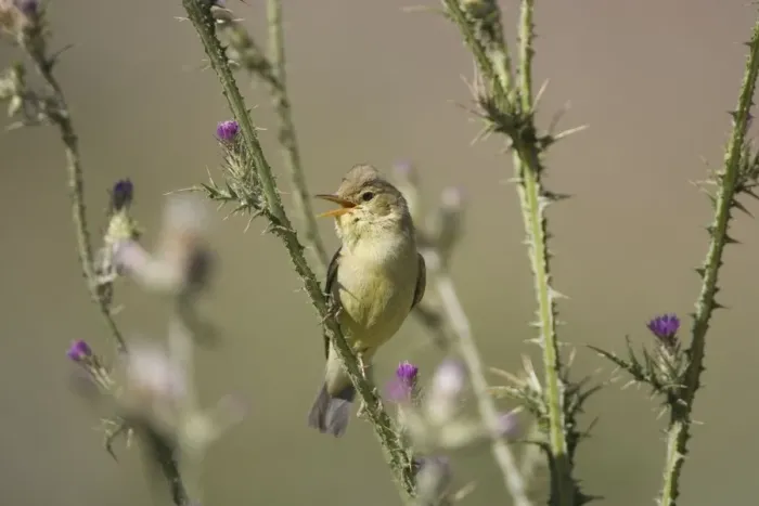 Framed Print : Adult Melodious Warbler - Singing - Spain April Framed Print : Adult Melodious Warbler - Singing - Spain April