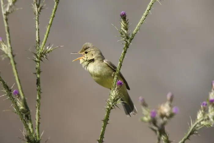 Framed Print : Adult Melodious Warbler - Singing - Spain April Framed Print : Adult Melodious Warbler - Singing - Spain April