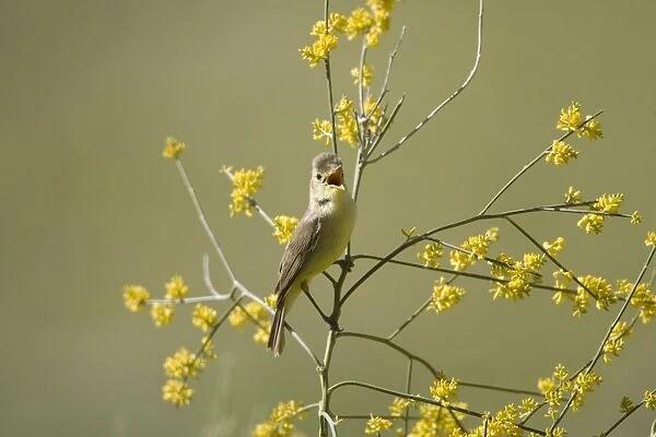 Adult Melodious Warbler - Singing - Spain April