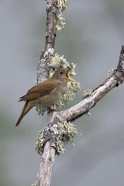 Adult Nightingale singing on territory