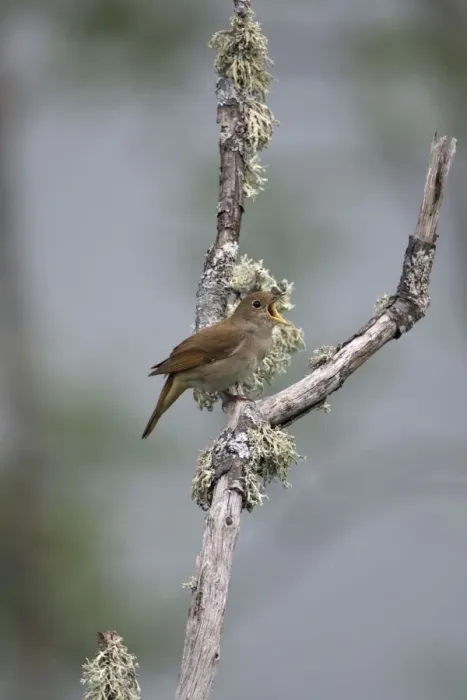 Framed Print : Adult Nightingale singing on territory Framed Print : Adult Nightingale singing on territory