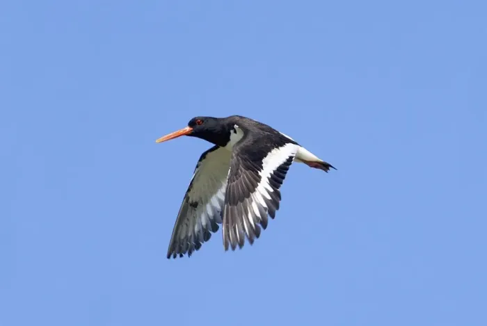 Framed Print : Adult Oystercatcher in flight Isles of Scilly, July Framed Print : Adult Oystercatcher in flight Isles of Scilly, July