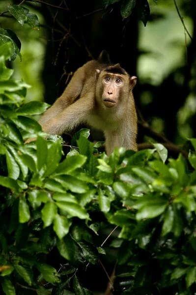 An adult Pig-tailed Macaque observes the area from a tree, before the pack would descend on the ground, typical in undegrowth of a primary rainforest of river Danum Valley Conservation Area, Sabah, Borneo, Malaysia; June. Ma39. 3291