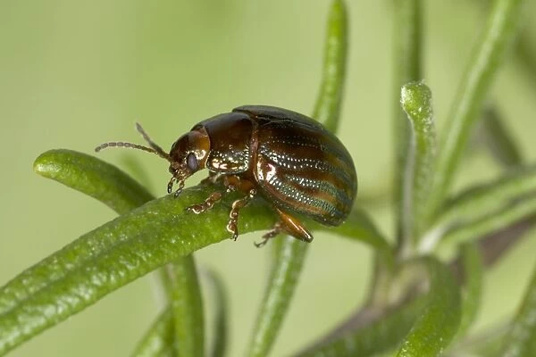 Adult Rosemary Beetle - On Rosemary leaf. Pest of Rosemary and Lavender plants. Recent introduction to UK Location: London garden, UK First recorded from the UK in 1963