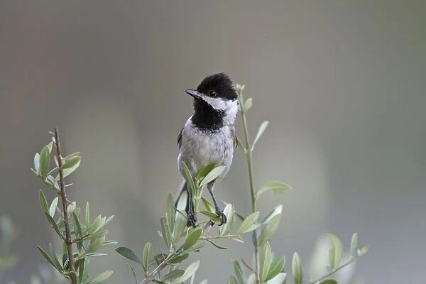 Adult Sombre Tit Southern Turkey May