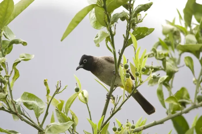Framed Print : Adult Spectacled Bulbul. Turkey May Framed Print : Adult Spectacled Bulbul. Turkey May