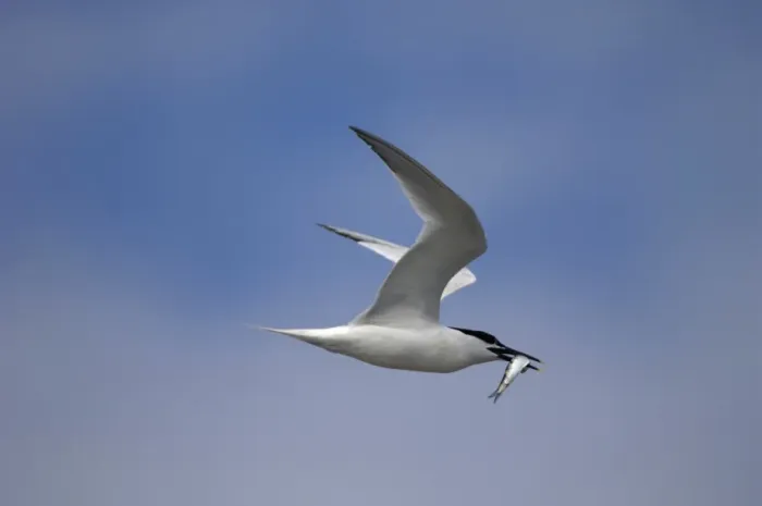 Framed Print : Adult summer Sandwich Tern, Wales July Framed Print : Adult summer Sandwich Tern, Wales July