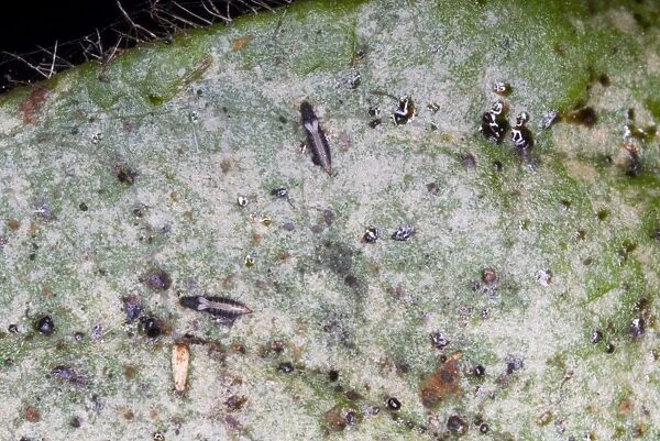 Adult thrips on leaf showing characteristic silvering of leaf surface due to their feeding activities. Grahamstown, Eastern Cape, South Africa