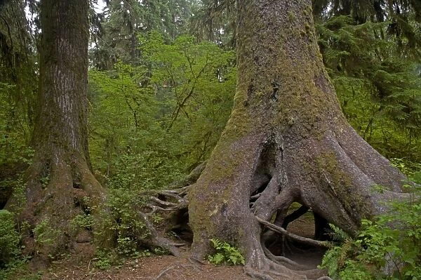 Two Adult Trees growing from Nurse Log Hoh Rain Forest, Olympic National Park, Washington State, USA LA001684