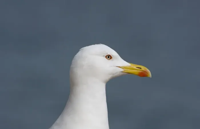 Framed Print : Adult Yellow-legged Gull Gibralter Framed Print : Adult Yellow-legged Gull Gibralter