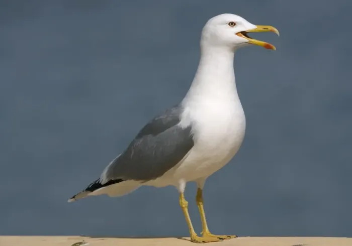 Framed Print : Adult Yellow-legged Gull Gibralter - Crying Framed Print : Adult Yellow-legged Gull Gibralter - Crying