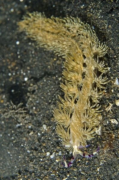 Aeolid Nudibranch crawling on black sand TK3 dive