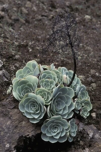 Aeonium - Macaronesia - Growing on volcanic soil